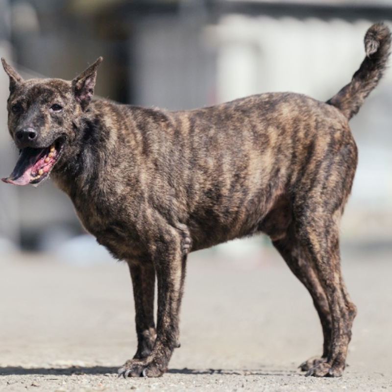 新北市中和區公立動物之家,編號:35743, 混種犬          
