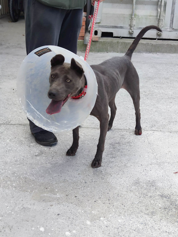 新北市中和區公立動物之家,編號:450275, 泰國脊背犬(泰皇犬)