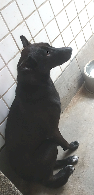 宜蘭縣流浪動物中途之家,編號:452664, 混種犬          
