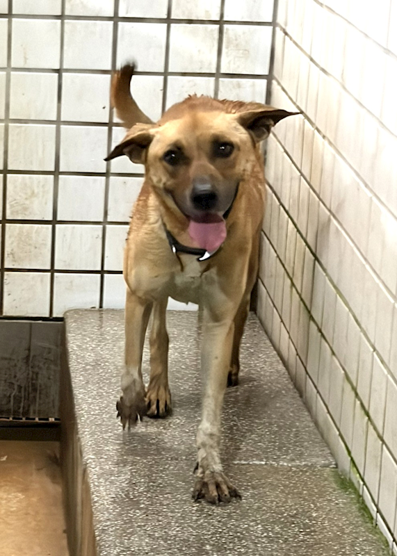 宜蘭縣流浪動物中途之家,編號:453043, 混種犬          