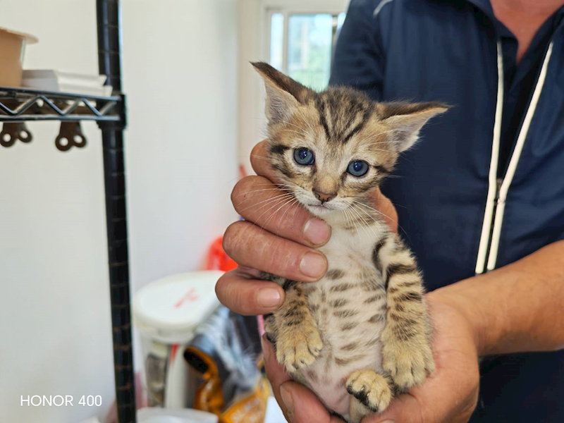 桃園市動物保護教育園區,編號:449985, 混種貓                 