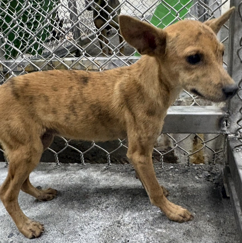 臺東縣動物收容中心,編號:453237, 混種犬          