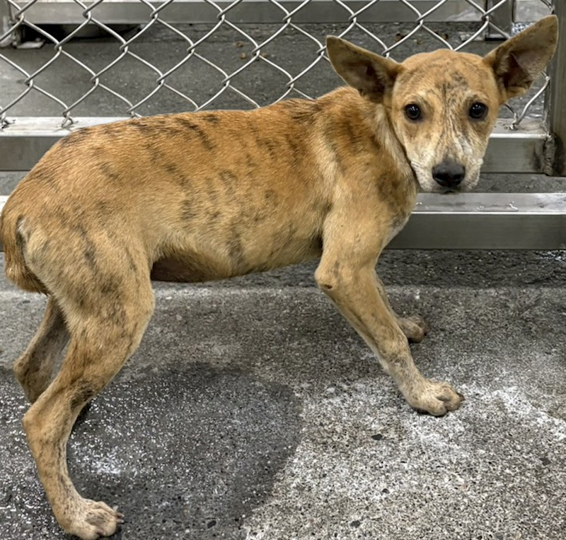 臺東縣動物收容中心,編號:453235, 混種犬          