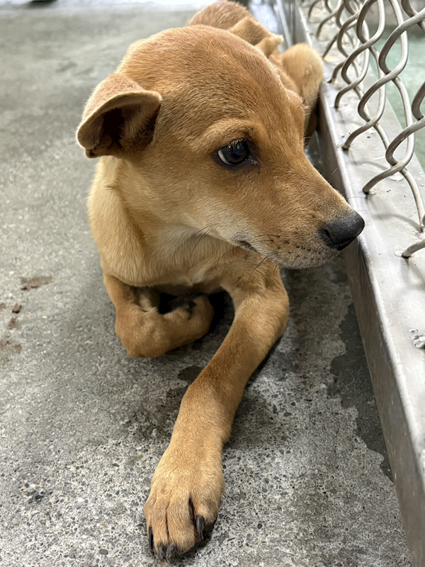 臺東縣動物收容中心,編號:453234, 混種犬          