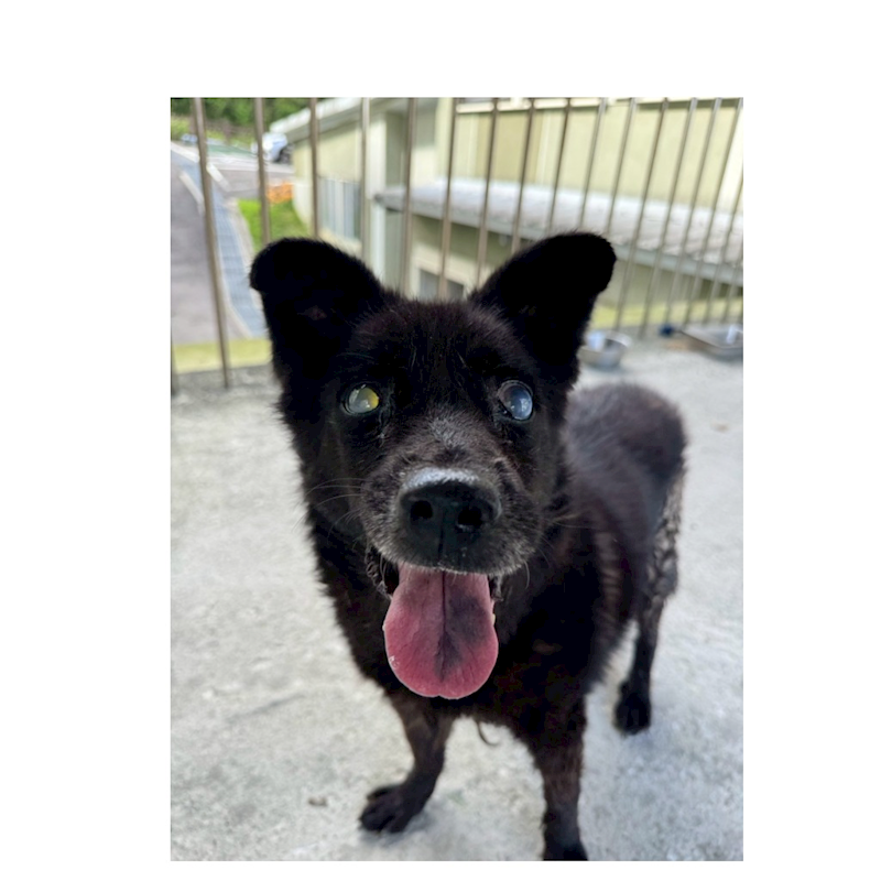 基隆市寵物銀行,編號:402152, 混種犬          
