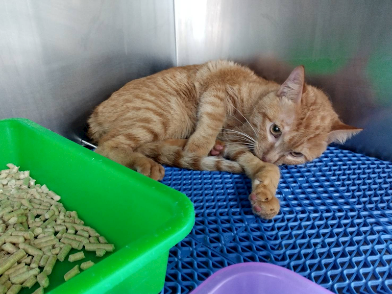 桃園市動物保護教育園區,編號:422888, 混種貓                 