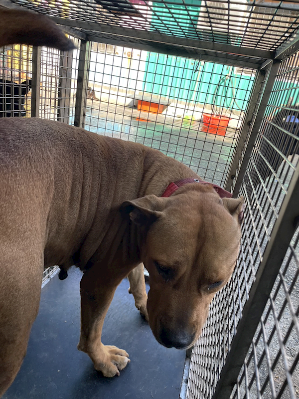 屏東縣公立犬貓中途之家,編號:288933, 比特犬