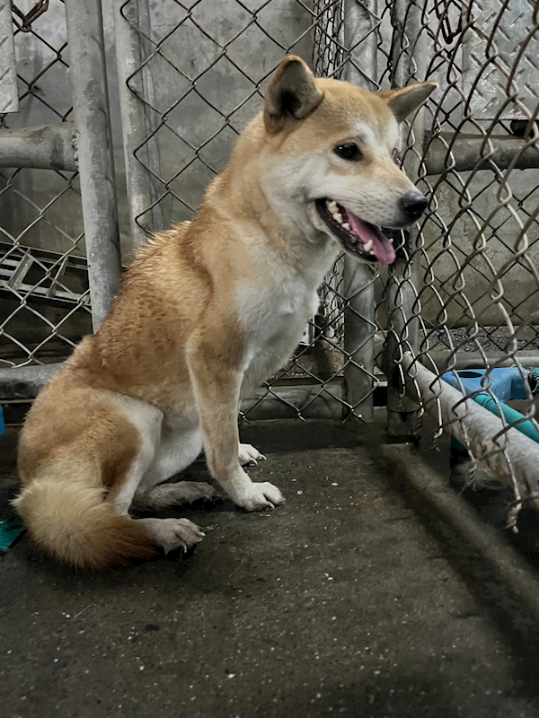 屏東縣公立犬貓中途之家,編號:296285, 柴犬                  