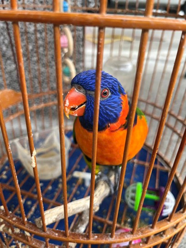 雲林縣流浪動物收容所,編號:453321, 彩虹吸蜜鸚鵡