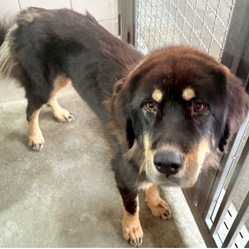 花蓮縣狗貓躍動園區,編號:436641, 西藏獒犬