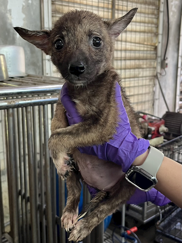 彰化縣流浪狗中途之家,編號:451859, 混種犬          