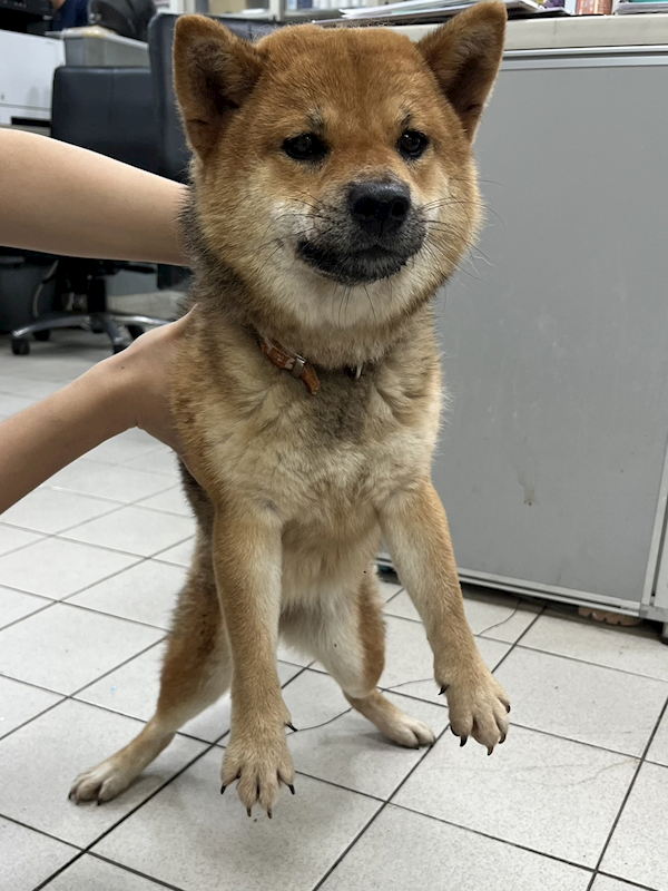 彰化縣流浪狗中途之家,編號:451857, 柴犬                  