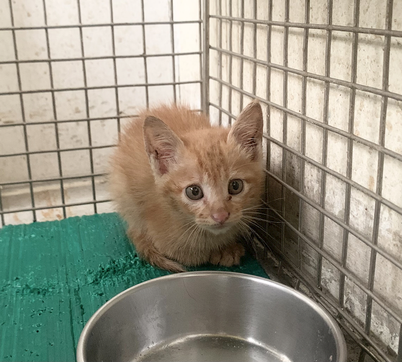 臺北市動物之家,編號:452872, 混種貓                 