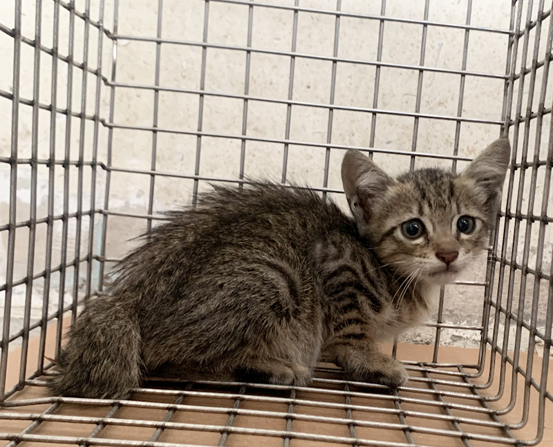 臺北市動物之家,編號:452991, 混種貓                 