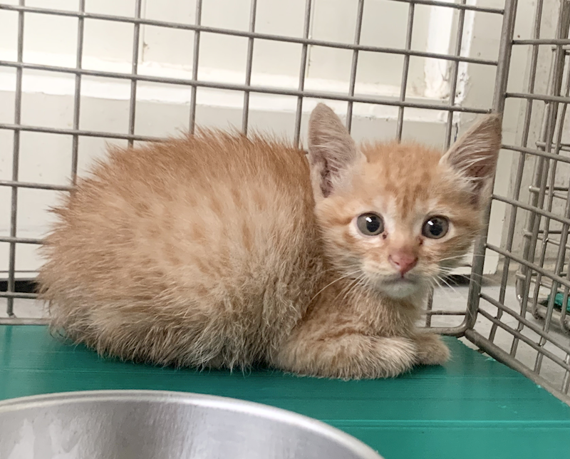 臺北市動物之家,編號:452868, 混種貓                 