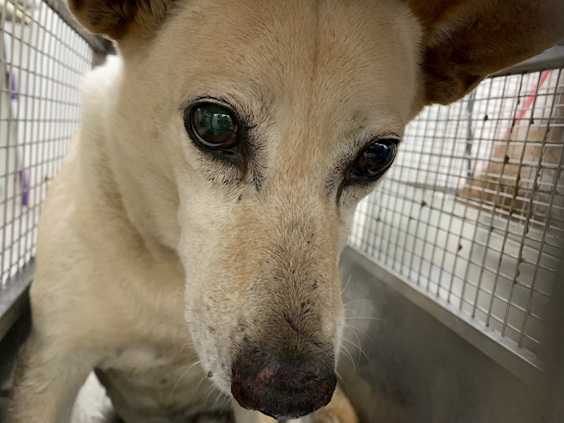 臺北市動物之家,編號:450239, 混種犬          