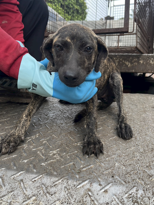 彰化縣流浪狗中途之家,編號:453447, 混種犬          