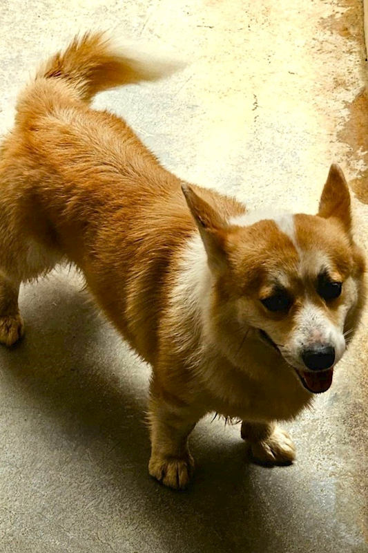 宜蘭縣流浪動物中途之家,編號:453446, 威爾斯柯基犬              