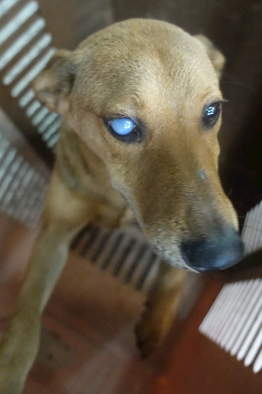 宜蘭縣流浪動物中途之家,編號:453444, 混種犬          