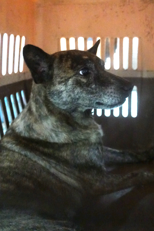 宜蘭縣流浪動物中途之家,編號:453443, 混種犬          