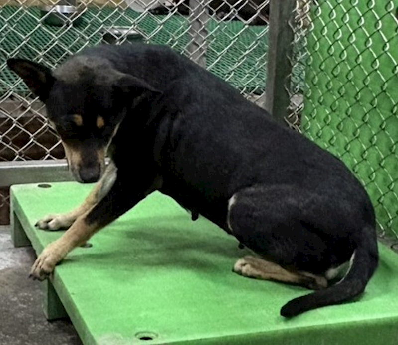 臺東縣動物收容中心,編號:453399, 混種犬          