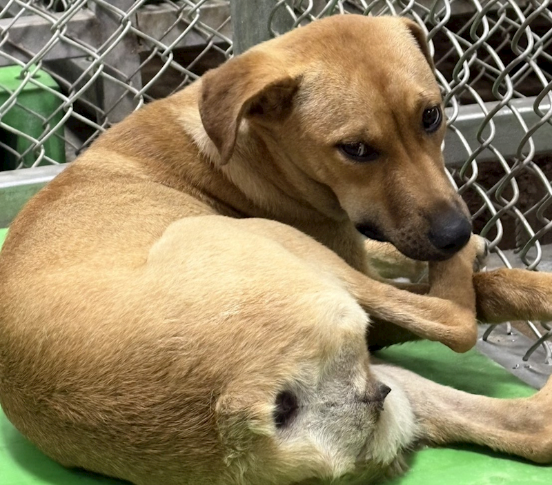臺東縣動物收容中心,編號:453397, 混種犬          