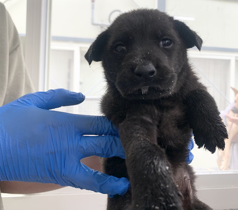 臺北市動物之家,編號:453430, 混種犬          