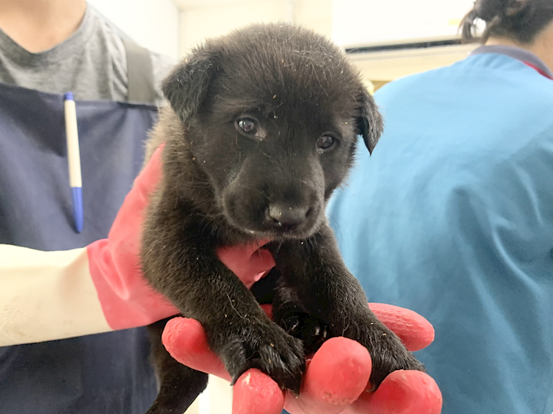臺北市動物之家,編號:453429, 混種犬          