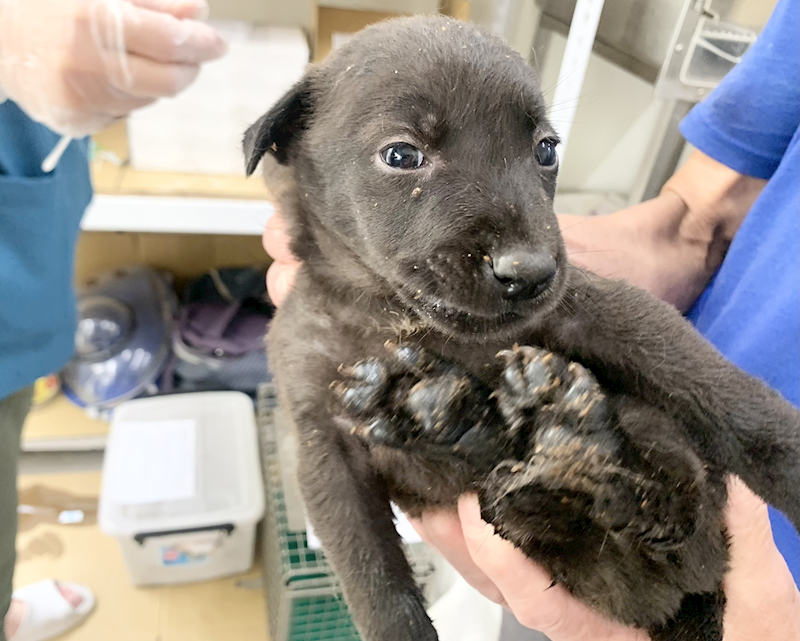 臺北市動物之家,編號:453428, 混種犬          