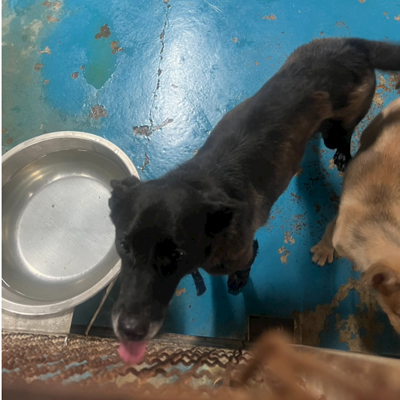 苗栗縣動物保護教育園區,編號:453409, 混種犬          