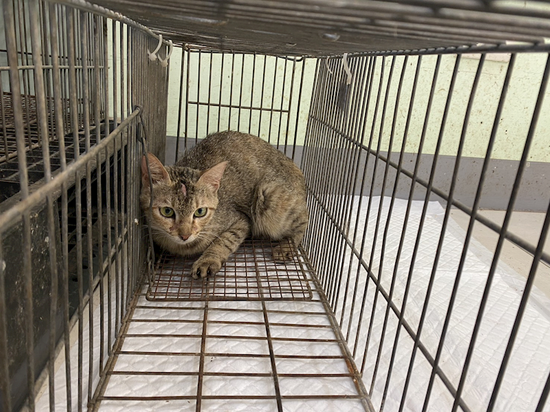 金門縣動物收容中心,編號:453385, 混種貓                 