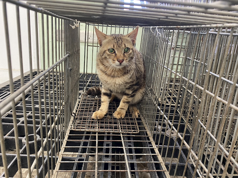 金門縣動物收容中心,編號:453384, 混種貓                 