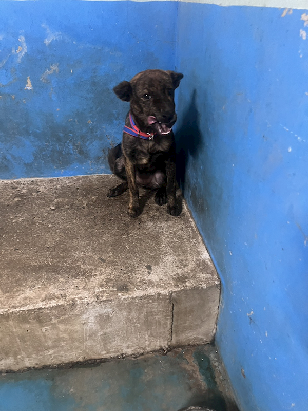 苗栗縣動物保護教育園區,編號:453416, 混種犬          