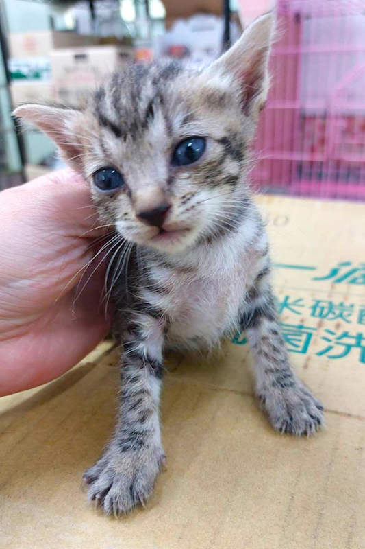 宜蘭縣流浪動物中途之家,編號:453379, 混種貓                 