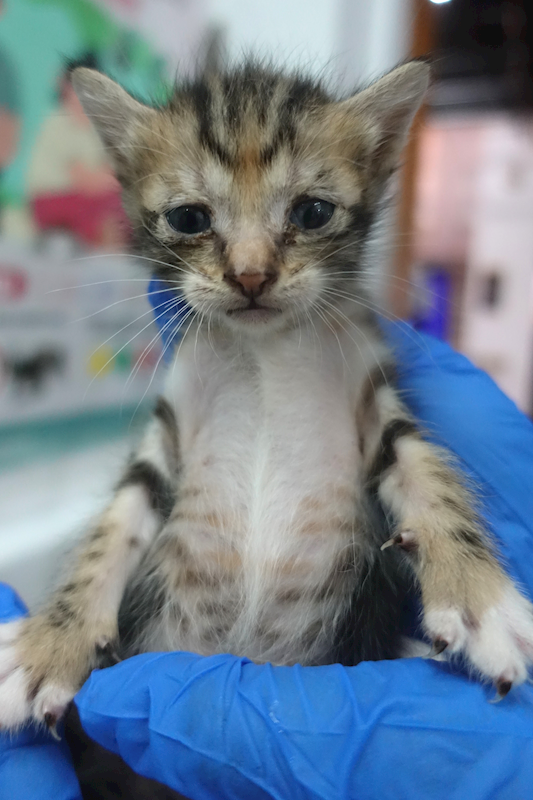 宜蘭縣流浪動物中途之家,編號:453377, 混種貓                 