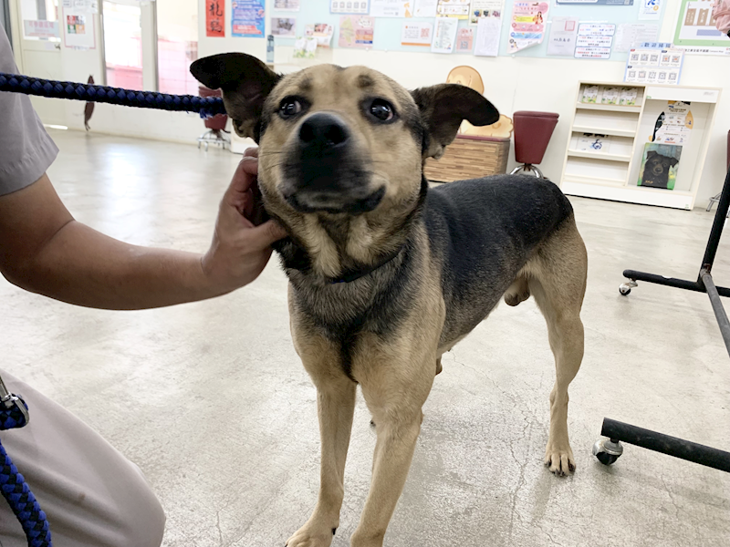 臺北市動物之家,編號:443546, 混種犬          