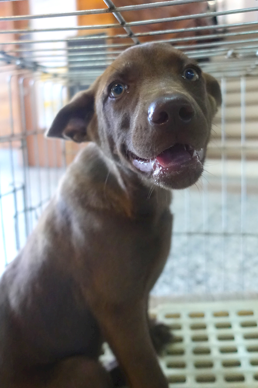 宜蘭縣流浪動物中途之家,編號:453382, 混種犬          
