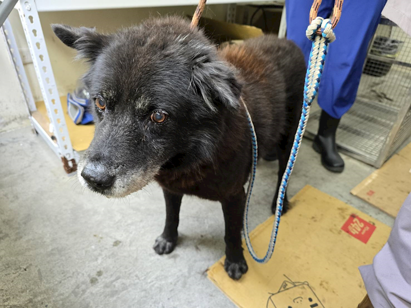 臺北市動物之家,編號:450747, 混種犬          