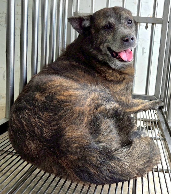 花蓮縣狗貓躍動園區,編號:452290, 混種犬          