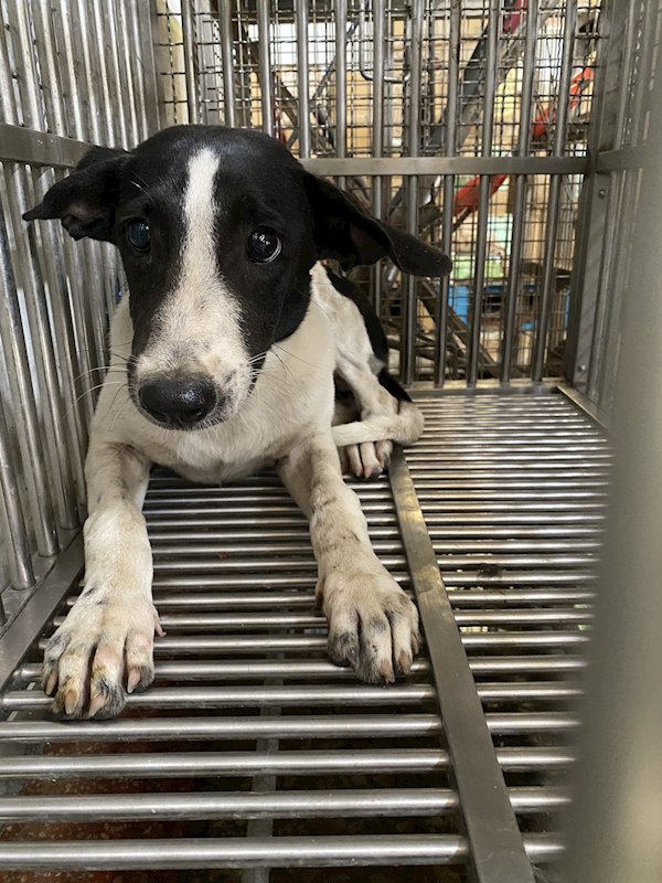 臺南市動物之家善化站,編號:453358, 混種犬          