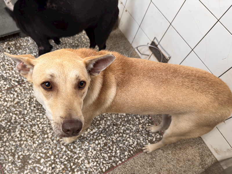 高雄市壽山動物保護教育園區,編號:453341, 混種犬          