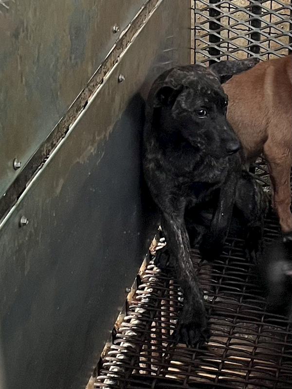 彰化縣流浪狗中途之家,編號:453487, 混種犬          