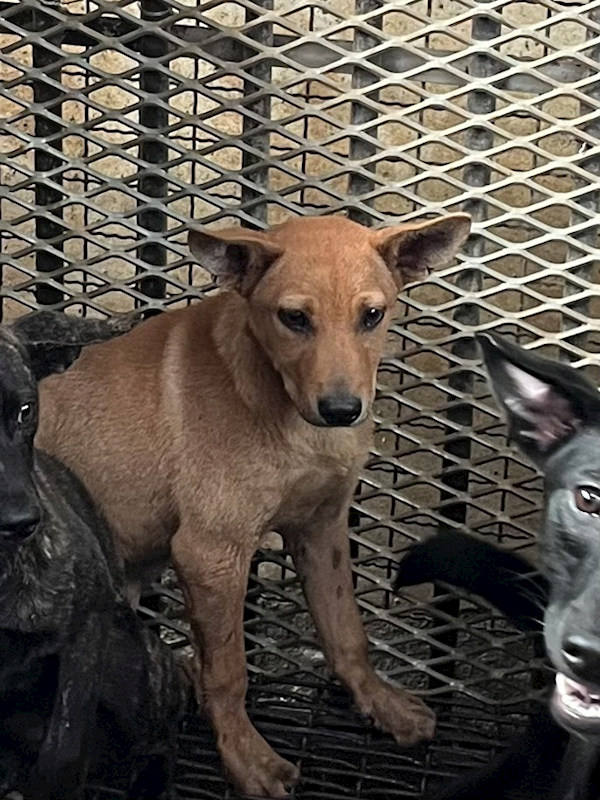 彰化縣流浪狗中途之家,編號:453486, 混種犬          