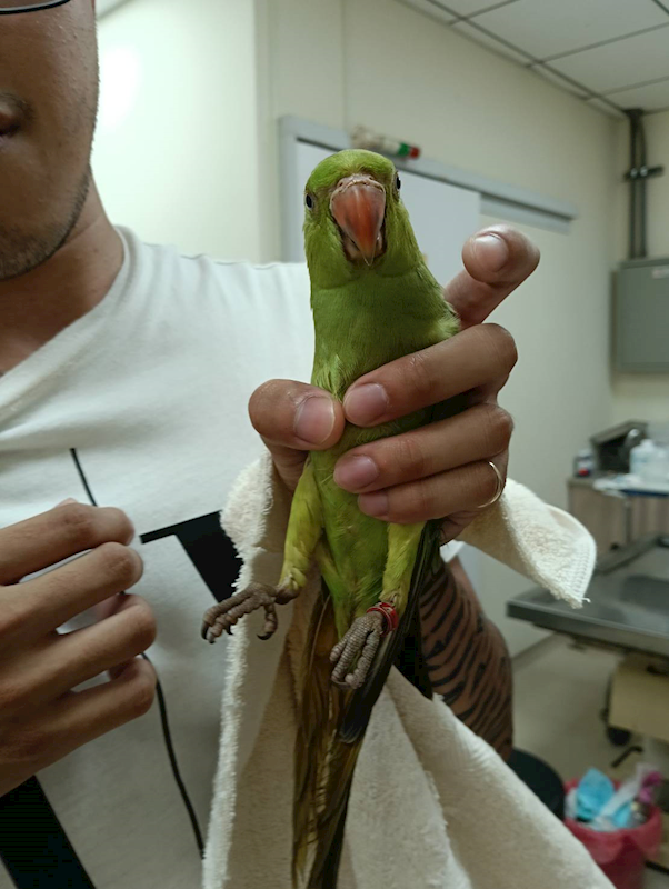新竹市動物保護教育園區,編號:453365, 月輪鸚鵡