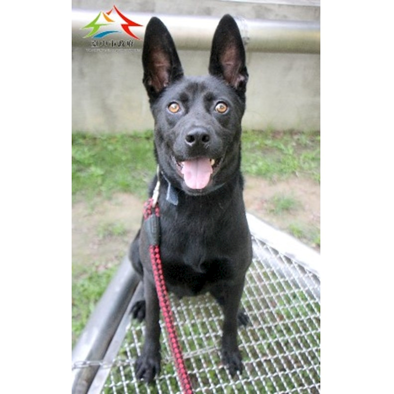 臺中市動物之家后里園區,編號:441274, 混種犬          