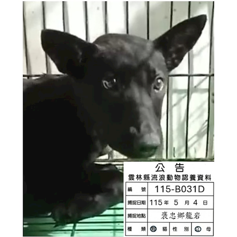 雲林縣流浪動物收容所,編號:452265, 混種犬          