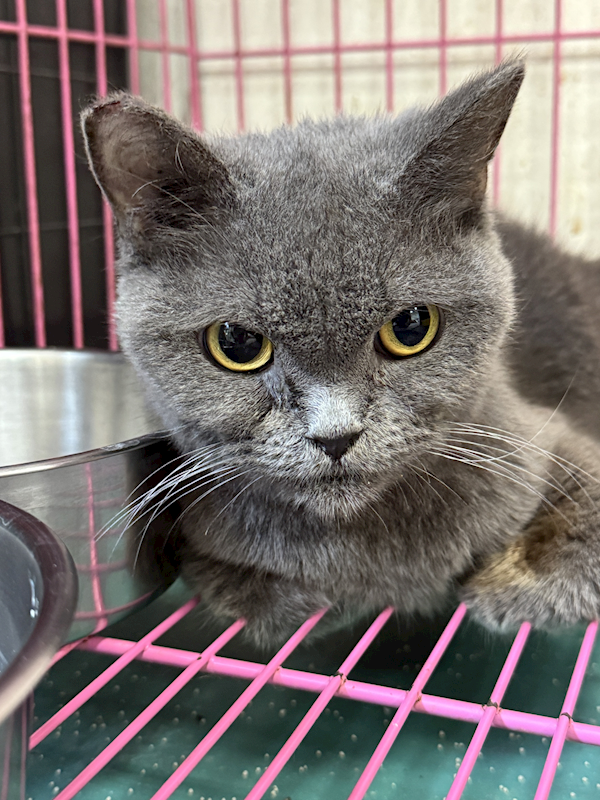 苗栗縣動物保護教育園區,編號:450058, 英國短毛貓               