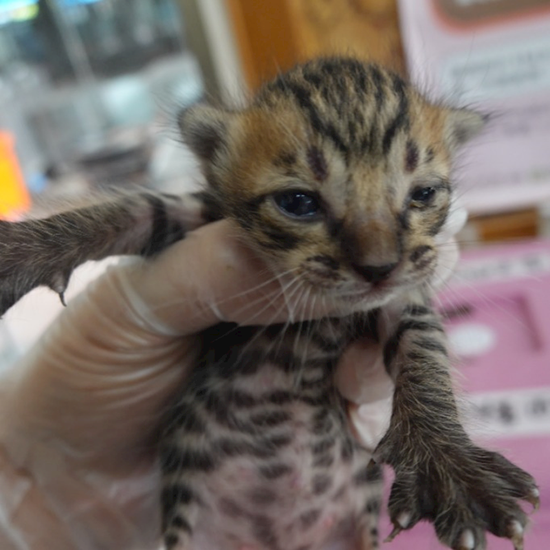 臺南市動物之家灣裡站,編號:452882, 混種貓                 