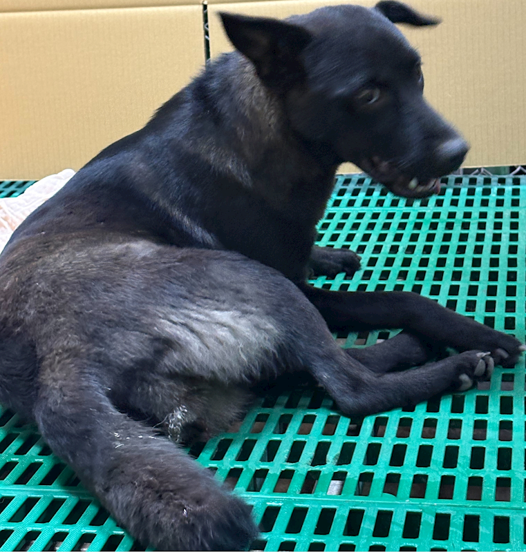 臺東縣動物收容中心,編號:453609, 混種犬          