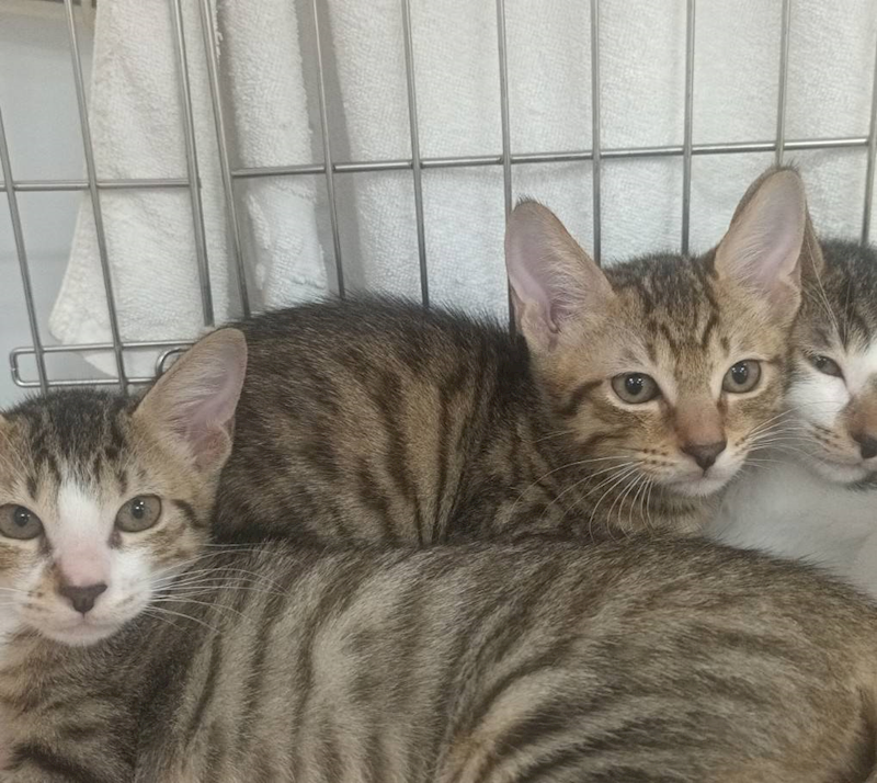 新北市板橋區公立動物之家,編號:452822, 混種貓                 